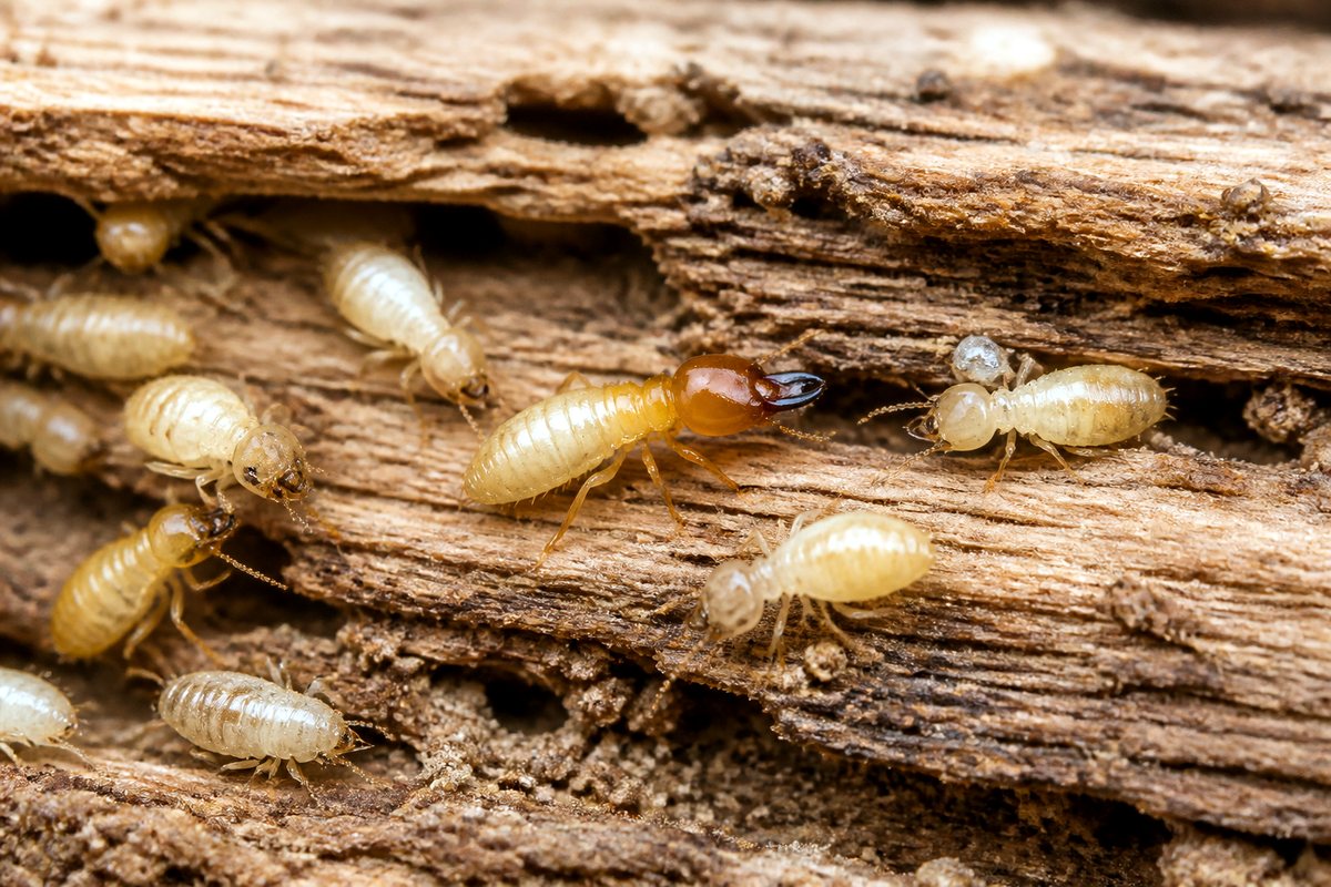 Lives inside the wood