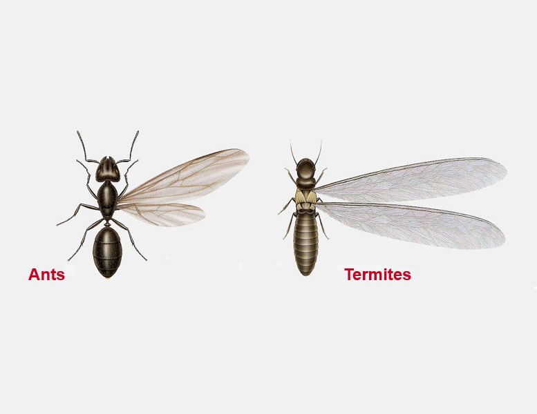 Winged carpenter ant vs. termite swarmer — elbowed vs. straight antennae, unequal vs. equal wings